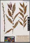 Foto von Salix cordata Michx. x Salix nigra Marshall